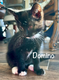 Domino